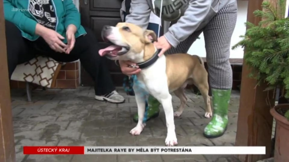 1. 11. 2017 KRIMI: STAV ŠTĚNĚTE UVÁZANÉHO V ÚTULKU JE STÁLE LEPŠÍ